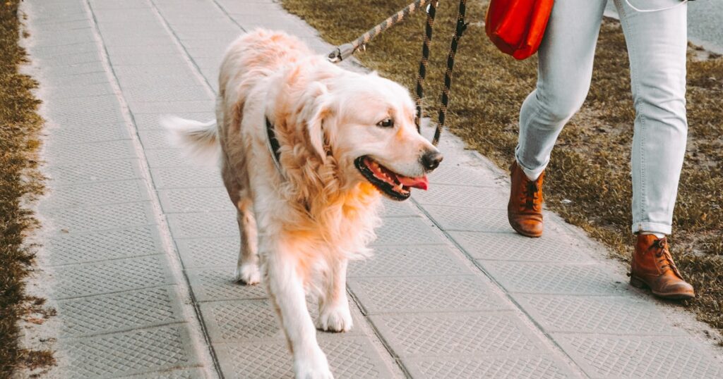 Persona paseando a su perro con correa en la calle, agresividad reactiva en paseos