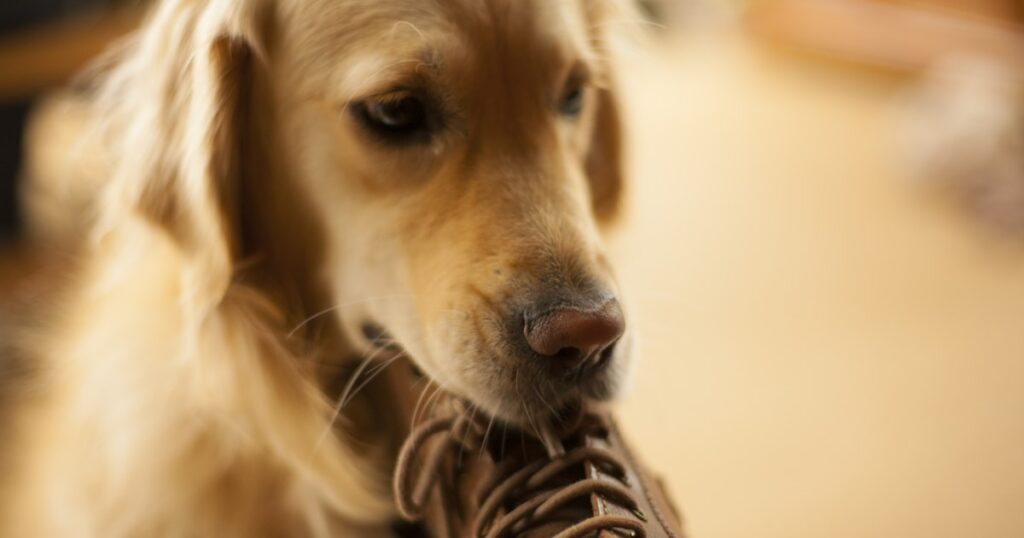 Perro mordiendo un zapato, ansiedad por separación vs aburrimiento