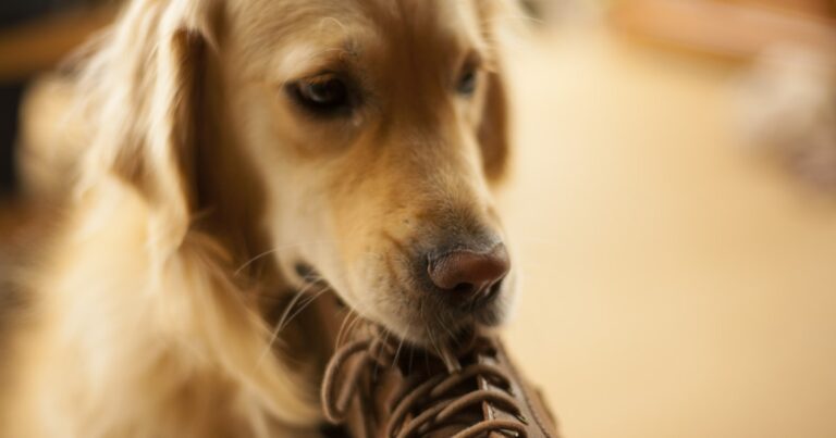 Perro mordiendo un zapato, ansiedad por separación vs aburrimiento