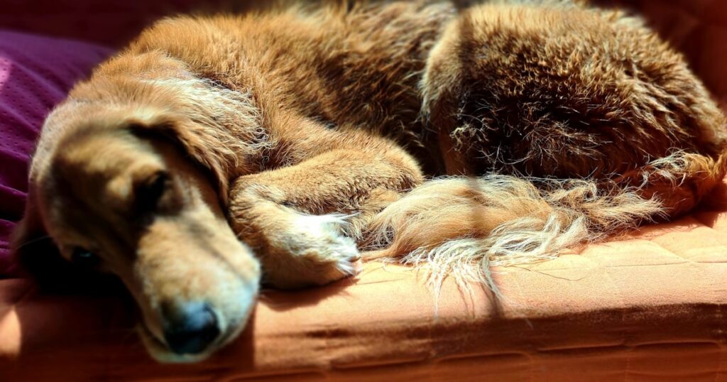Perro dormido cómodo en un sillón en casa, ilustrando las sesiones de comportamiento a domicilio