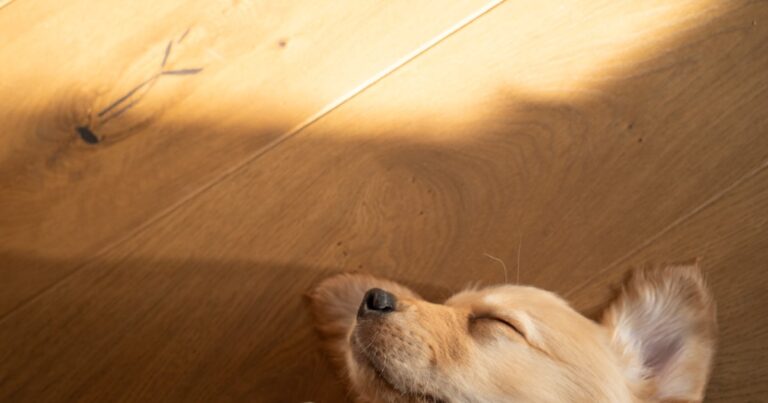 Cachorro durmiendo en el piso de su nuevo hogar, primeras semanas del cachorro