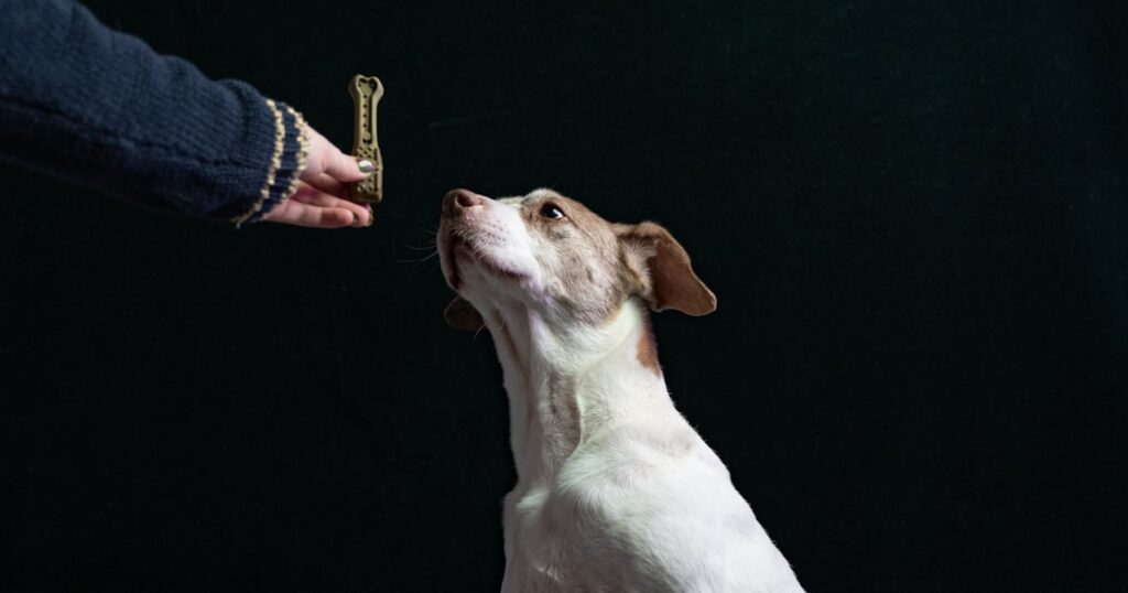 Persona premiando a su perro durante el entrenamiento, avance en las sesiones de comportamiento