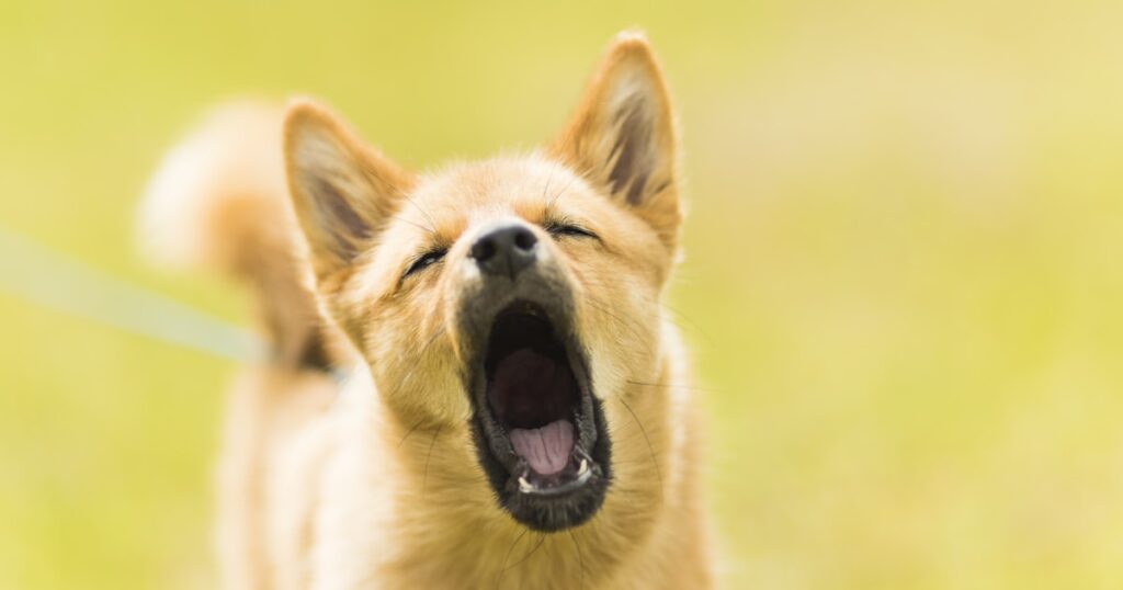 Primer plano de un perro ladrando
