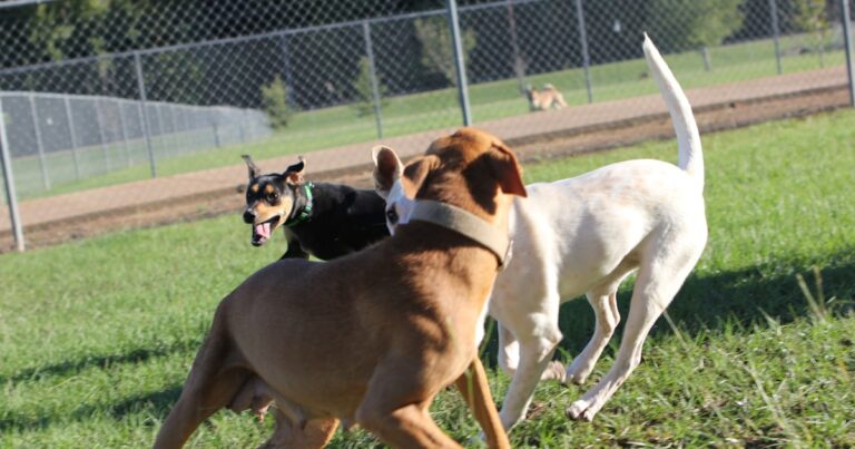 Dos perros socializando juntos al aire libre
