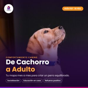 Guía De Cachorro a Adulto — cachorro labrador mirando hacia arriba