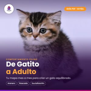 Guía De Gatito a Adulto — gatito atigrado